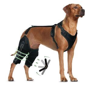 LISPOO Dog Knee Support Brace Size Large Right Hind Leg Spandex Flex